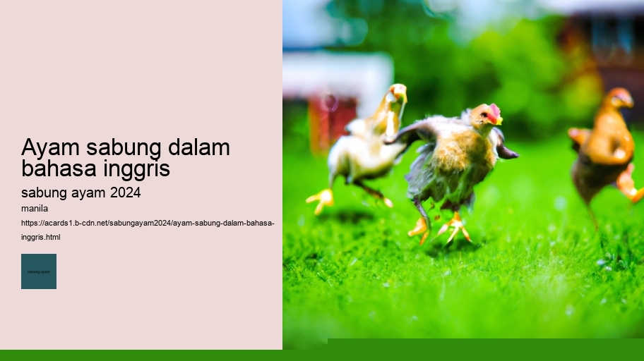 ayam sabung dalam bahasa inggris
