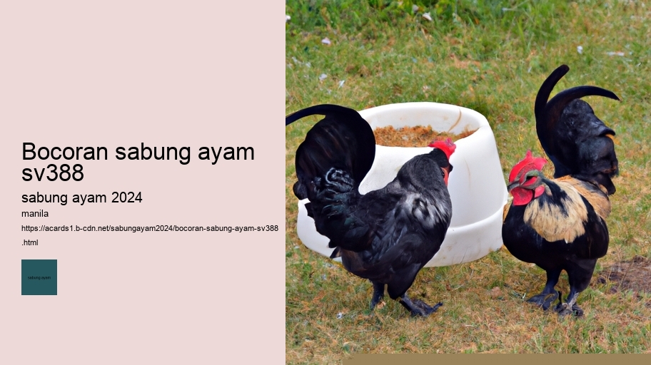 bocoran sabung ayam sv388