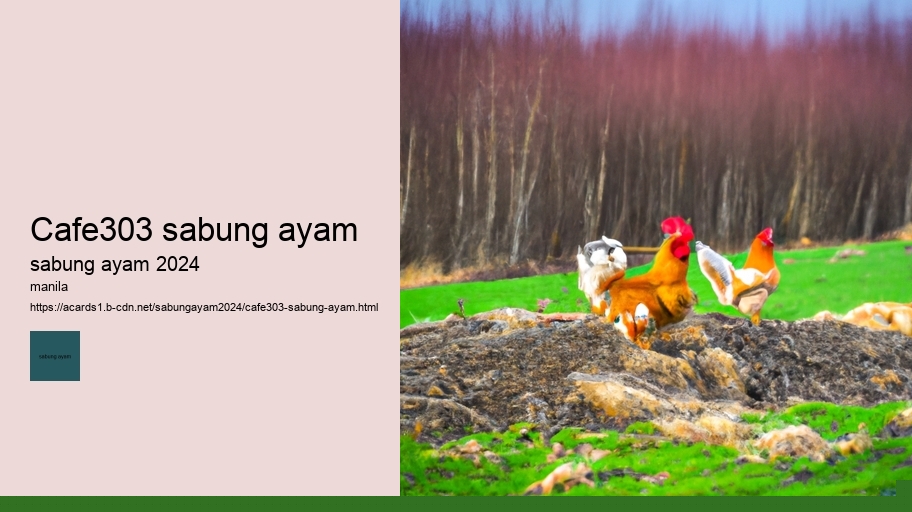 cafe303 sabung ayam