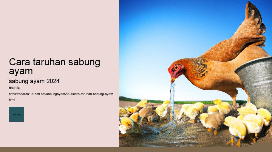 cara taruhan sabung ayam