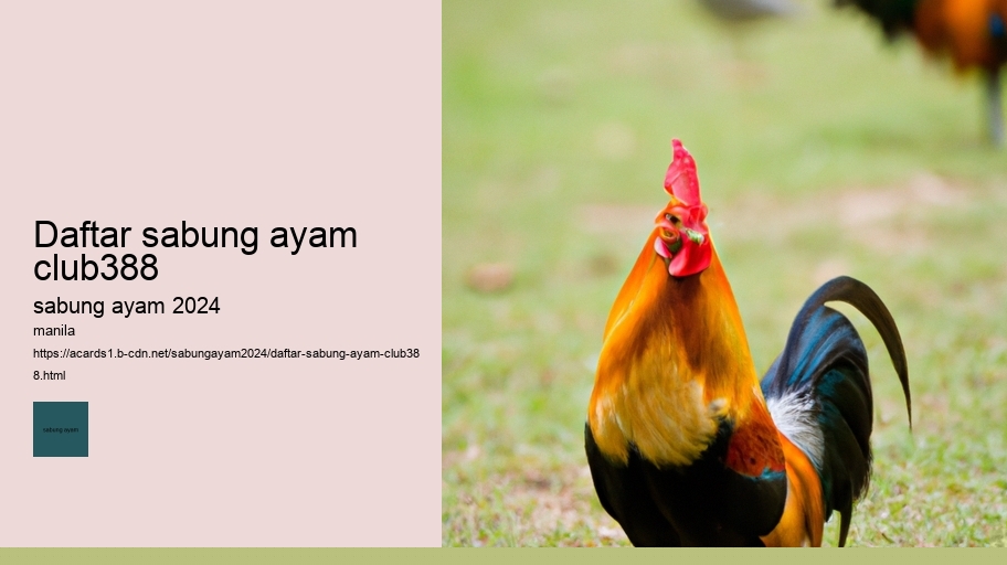 daftar sabung ayam club388