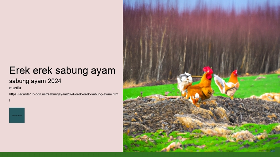 erek erek sabung ayam