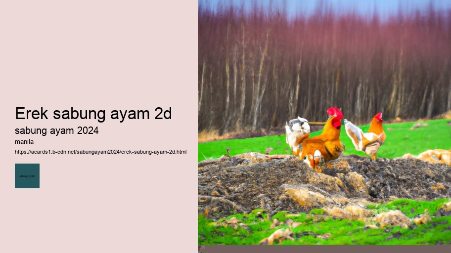 erek sabung ayam 2d