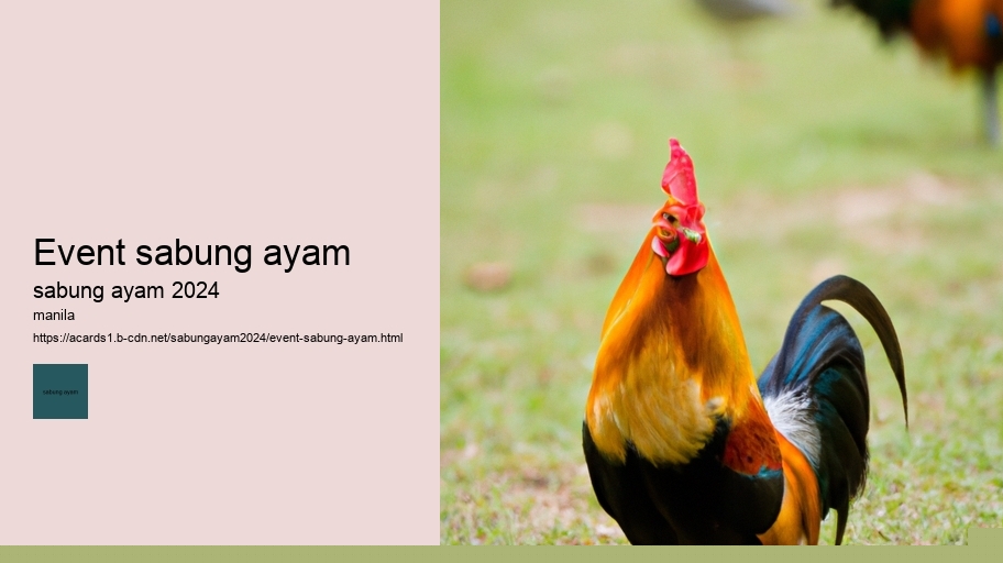 event sabung ayam