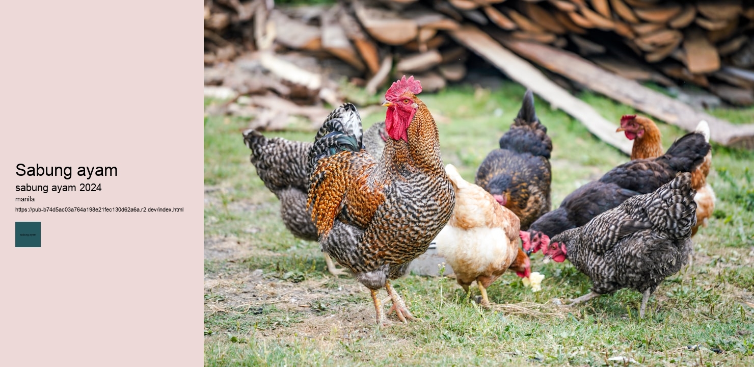 video sabung ayam pisau filipina