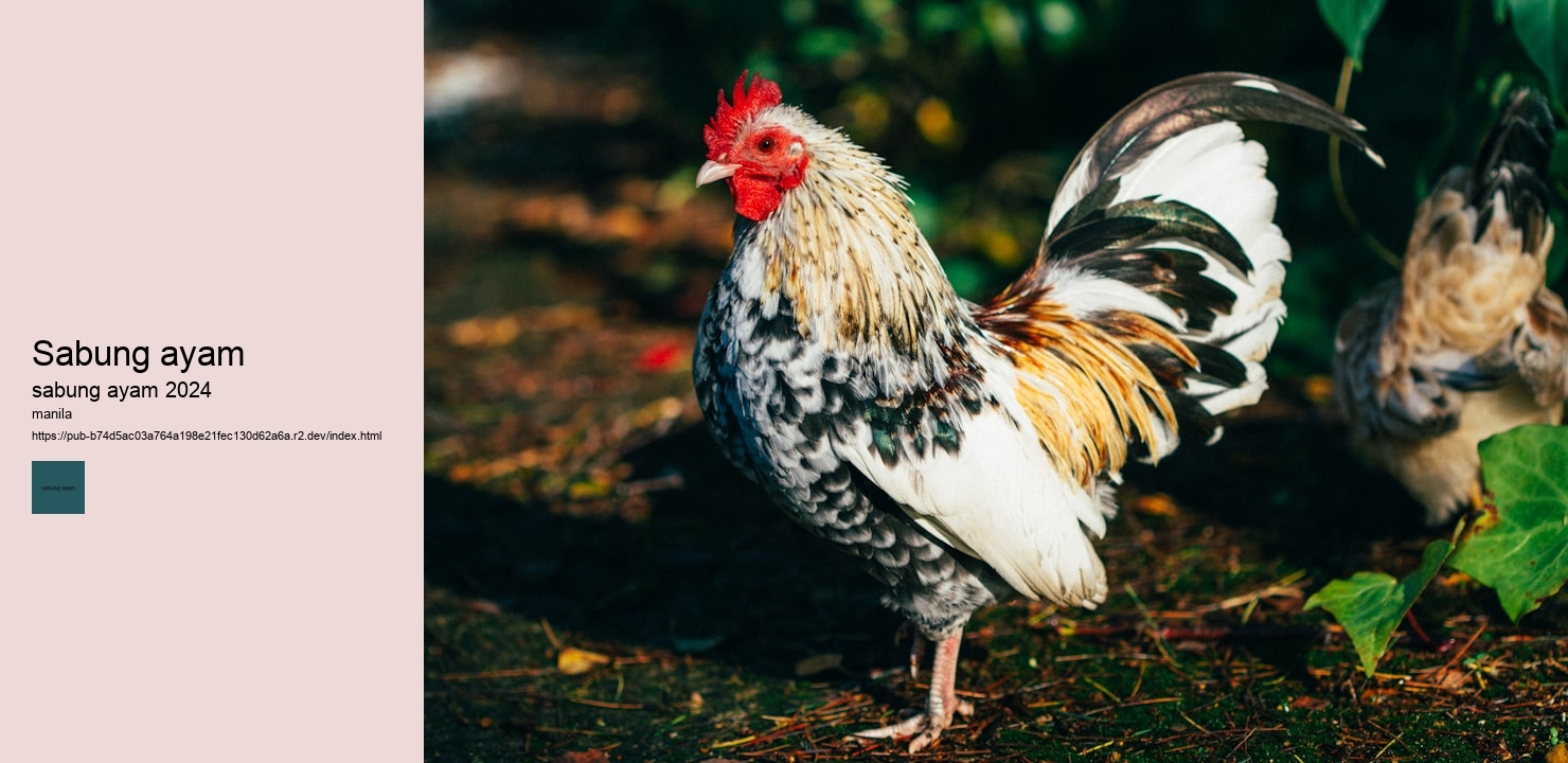 live sabung ayam wala meron