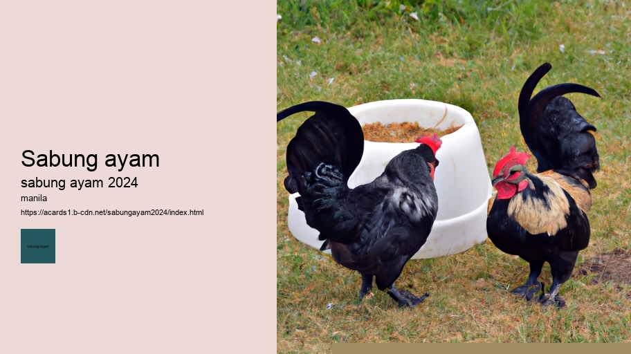 sabung ayam