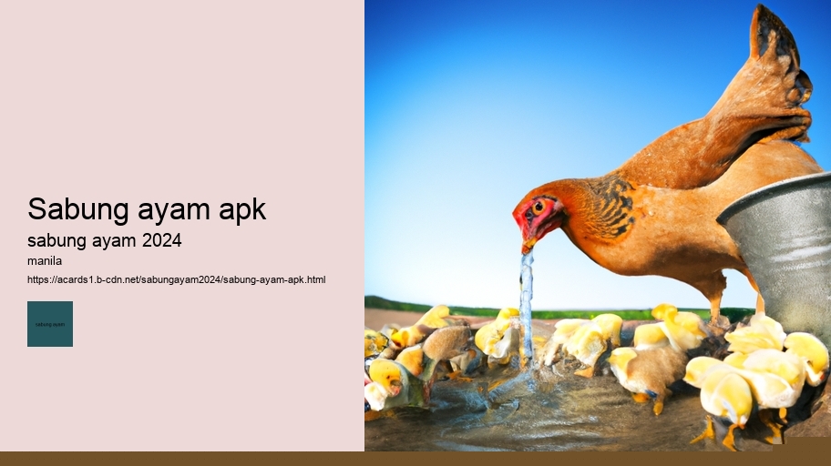 sabung ayam apk