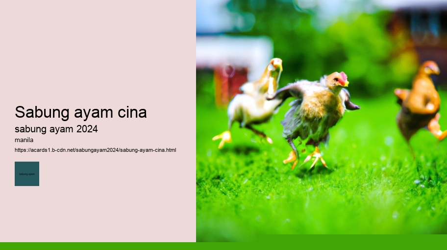 sabung ayam cina