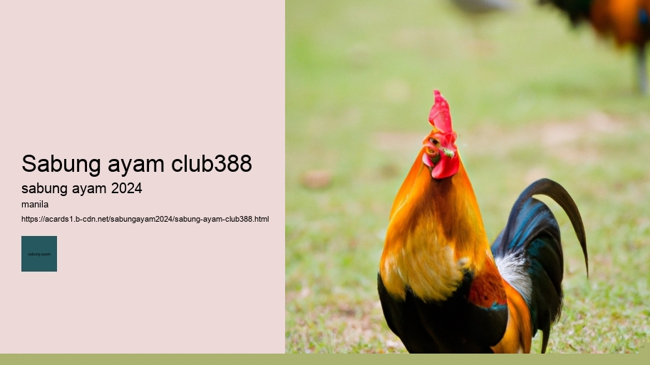 sabung ayam club388