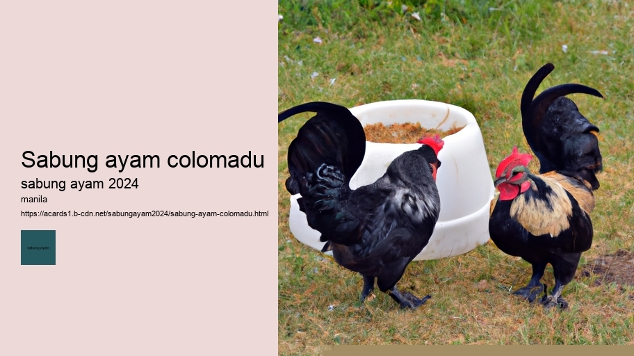 sabung ayam colomadu