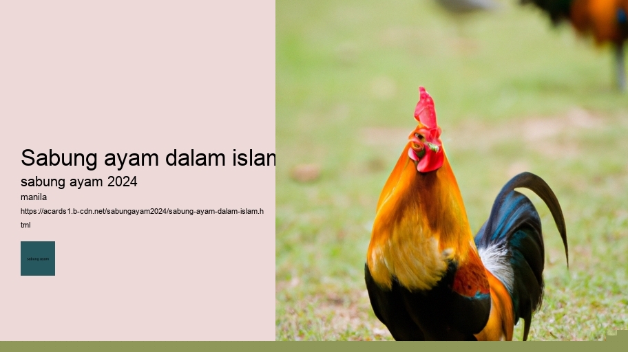 sabung ayam dalam islam
