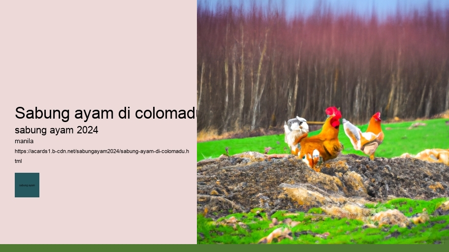 sabung ayam di colomadu