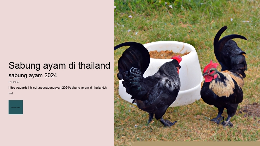sabung ayam di thailand