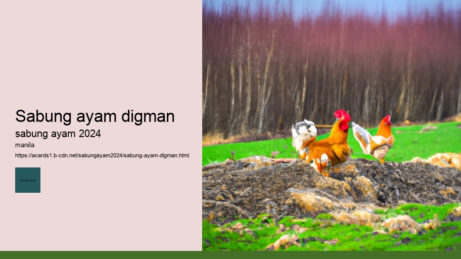 sabung ayam digman