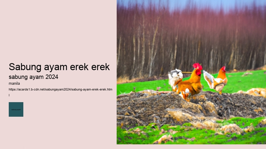 sabung ayam erek erek