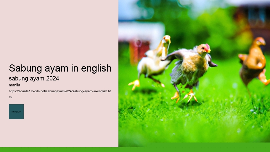 sabung ayam in english