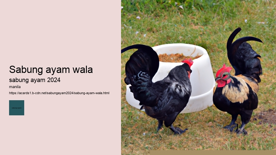 sabung ayam wala