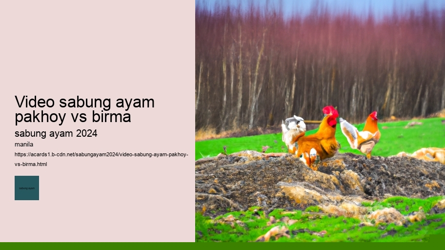 video sabung ayam pakhoy vs birma